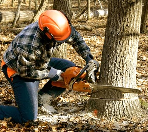 Tree Removal in Evening Shade, AR